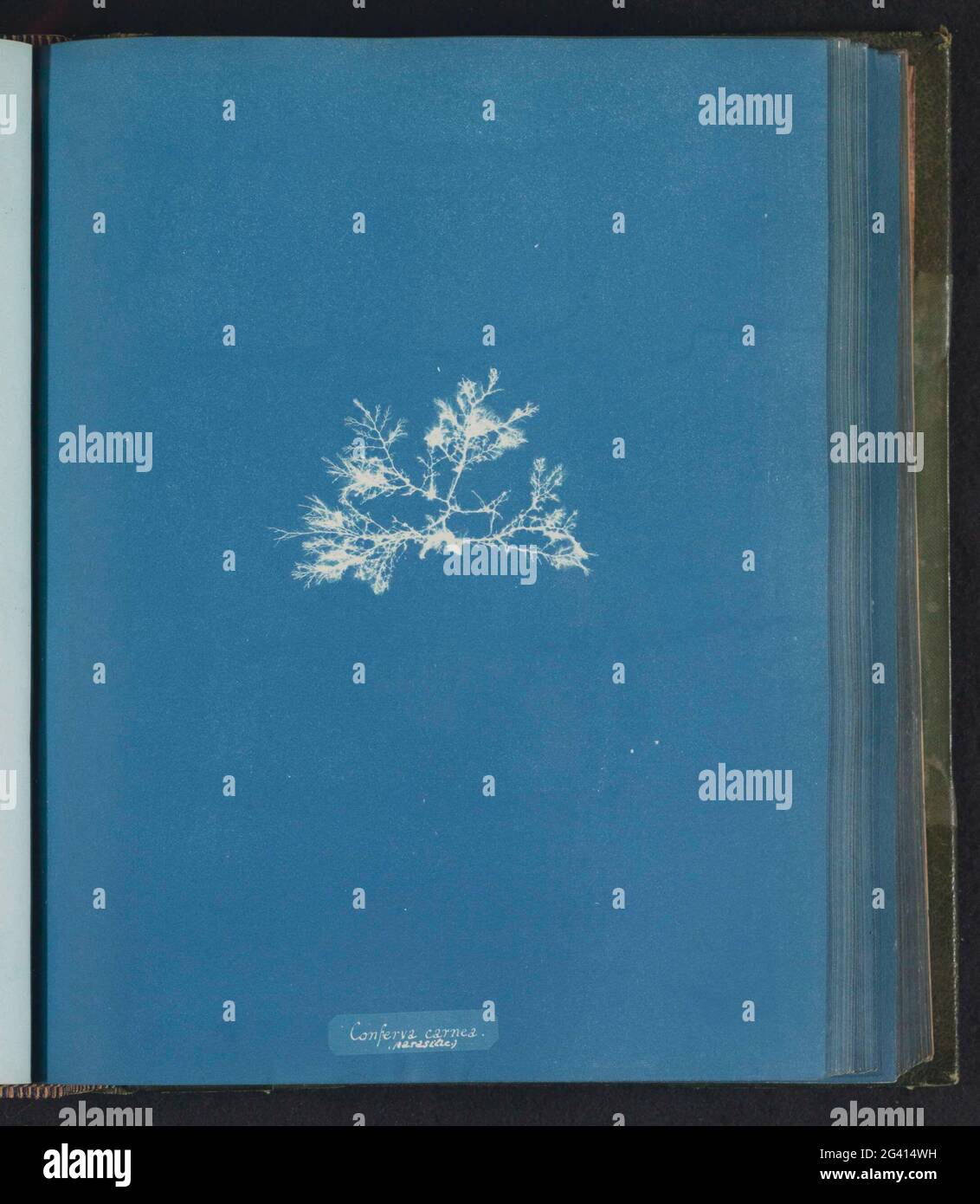 Conferva carnea hi-res stock photography and images - Alamy