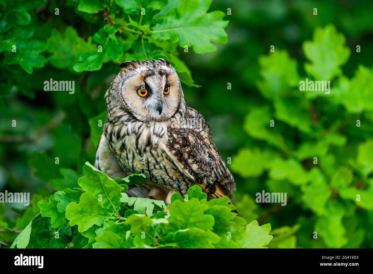 Long-eared owl (Asio otus), also known as lesser horned owl Stock Photo