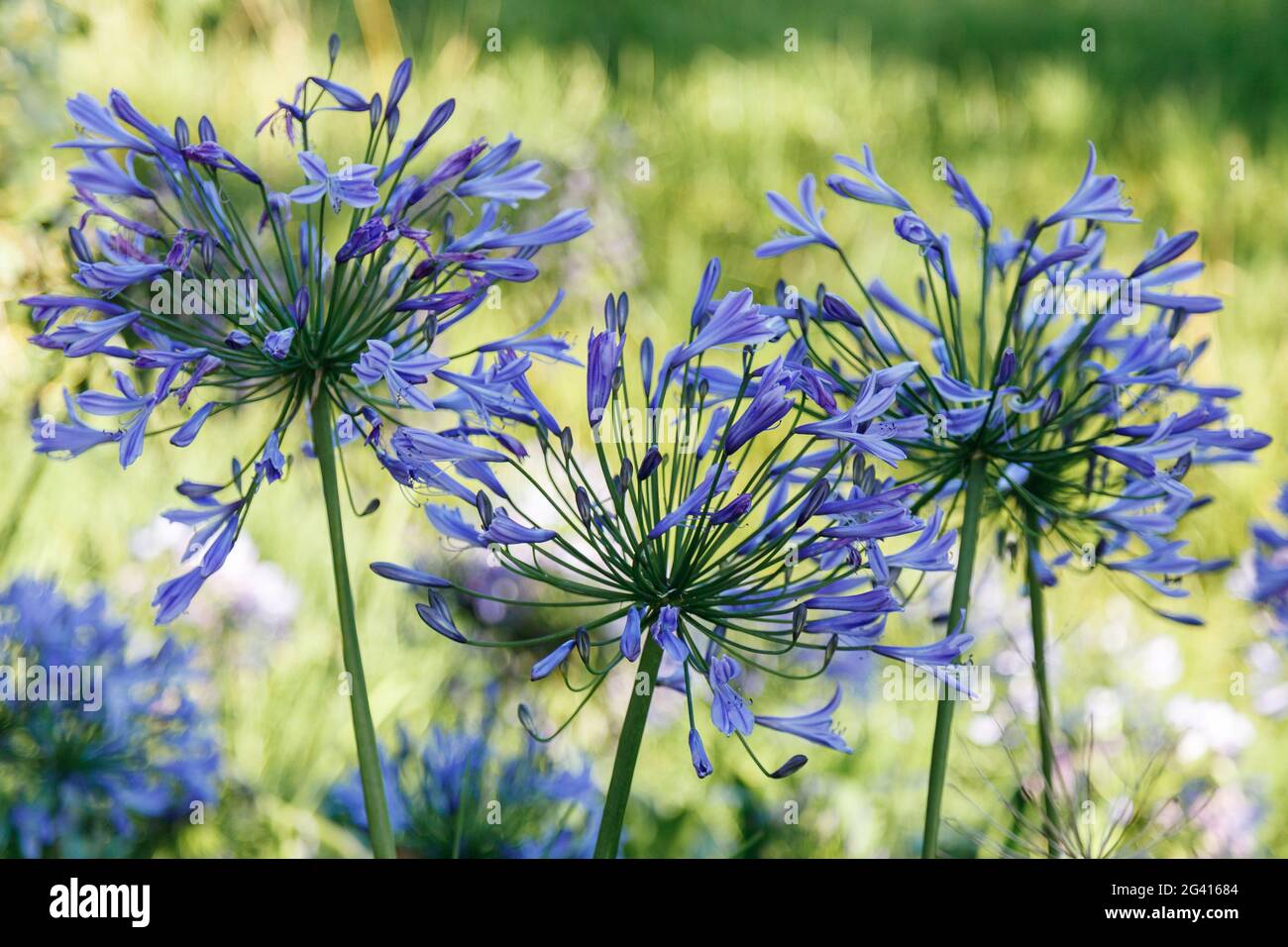 Blue Agapanthus (africanus Stock Photo Alamy