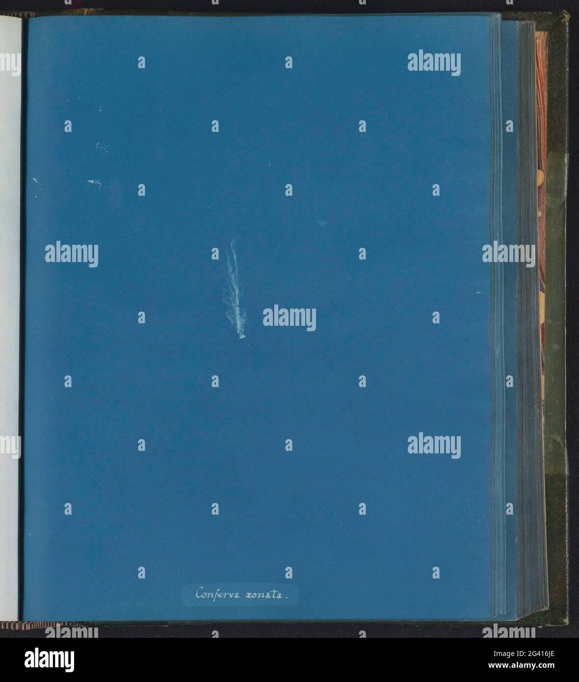 Conferva zonata hi-res stock photography and images - Alamy