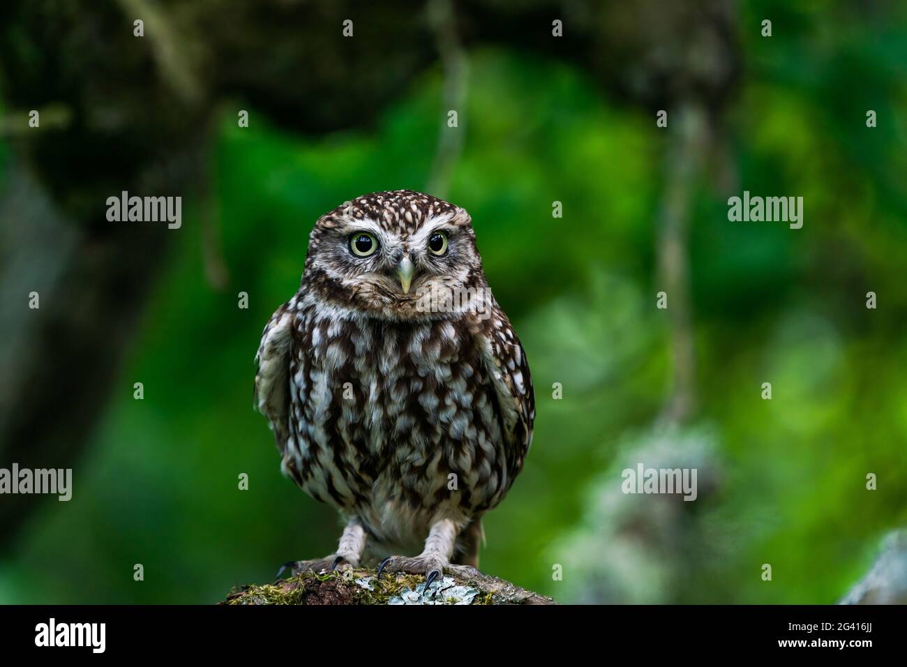 Little owl (Athene noctua) also known as the owl of Athena Stock Photo ...