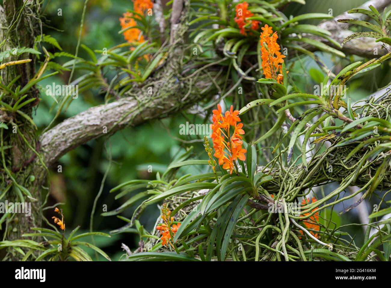 Orange Orchid growing on a tree Stock Photo