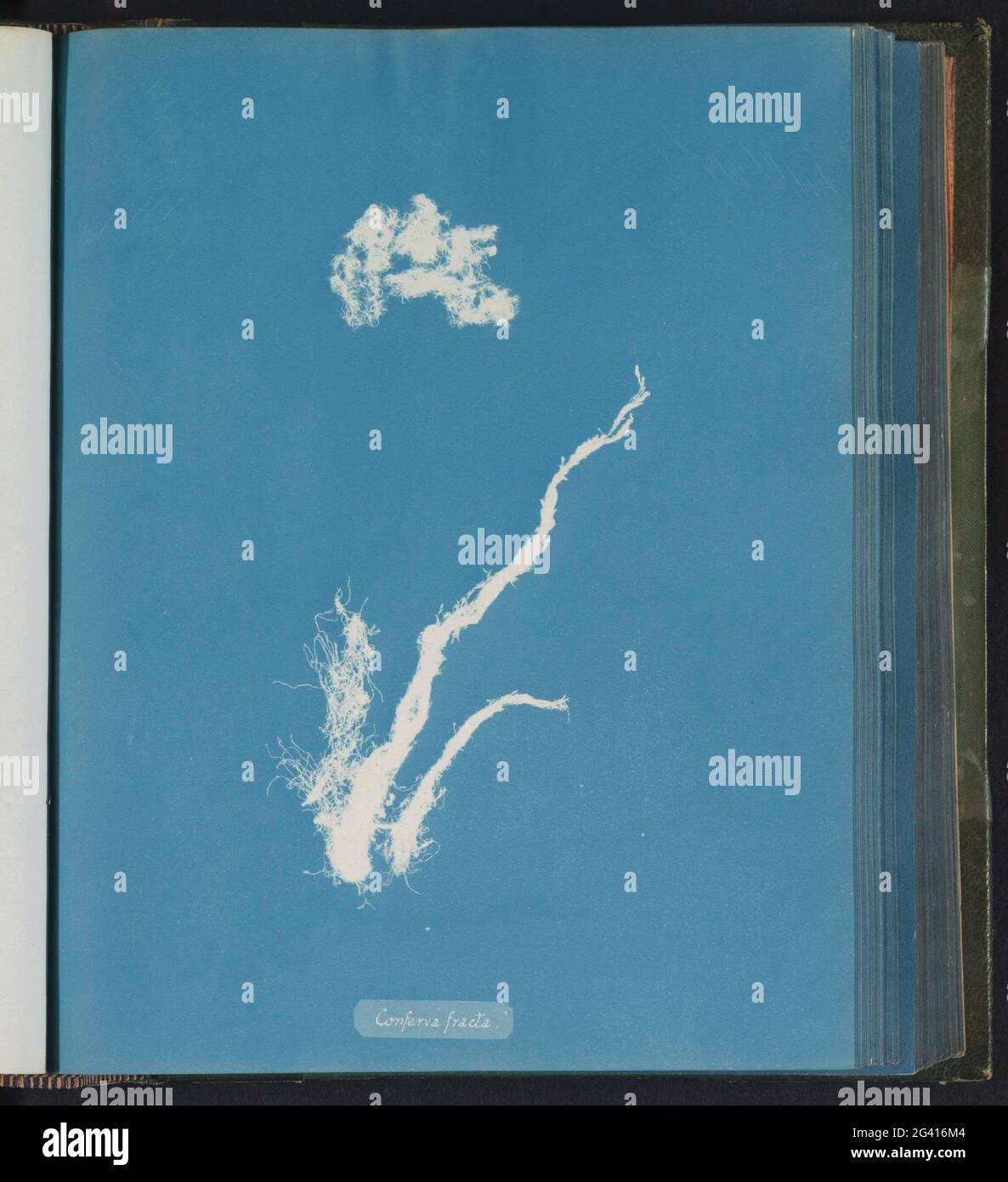 Conferva fracta hi-res stock photography and images - Alamy