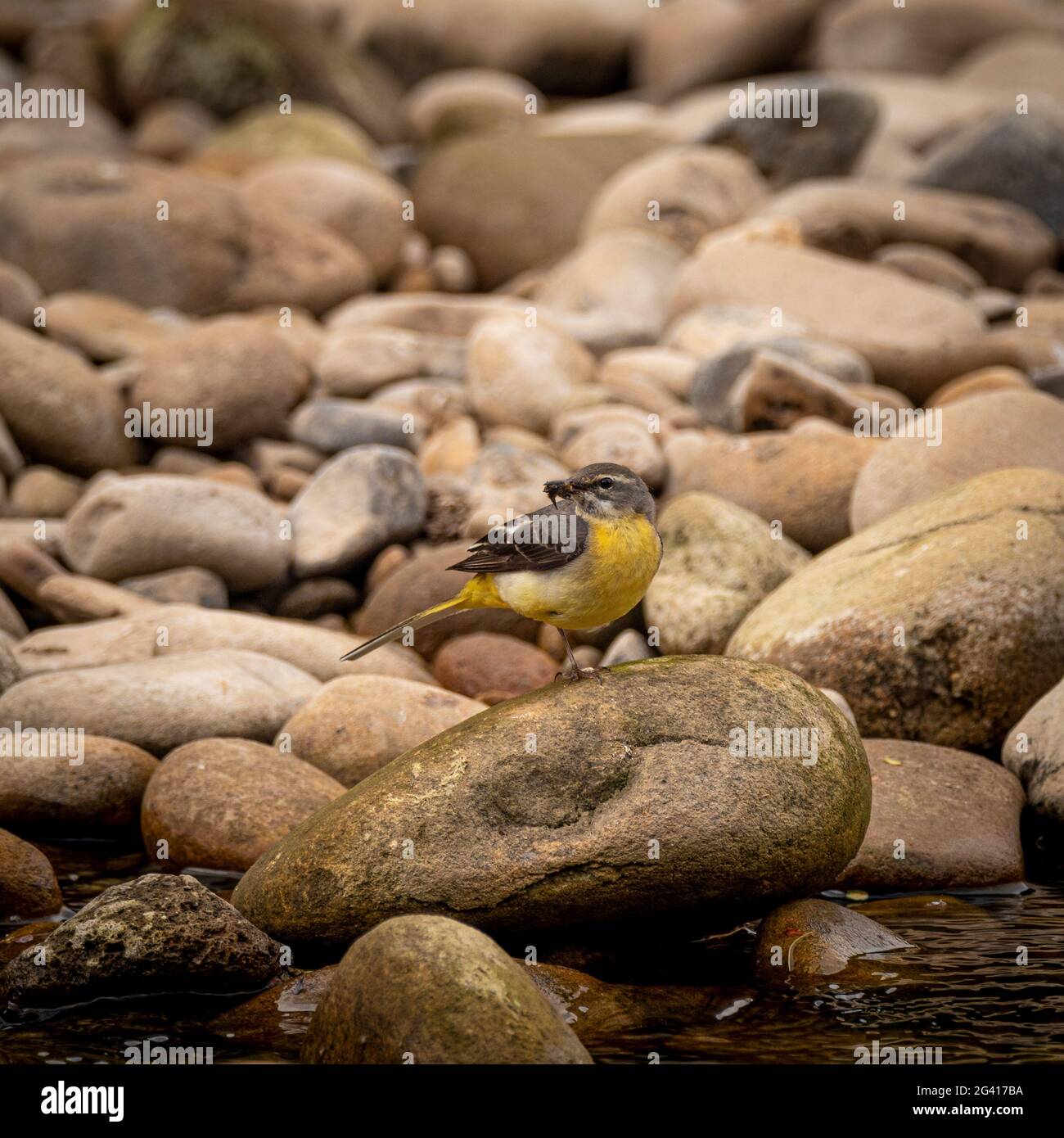 Female Grey Wagtail bird with insect in her mouth, standing on a rock in a shallow section of the river Hodder. UK Stock Photo