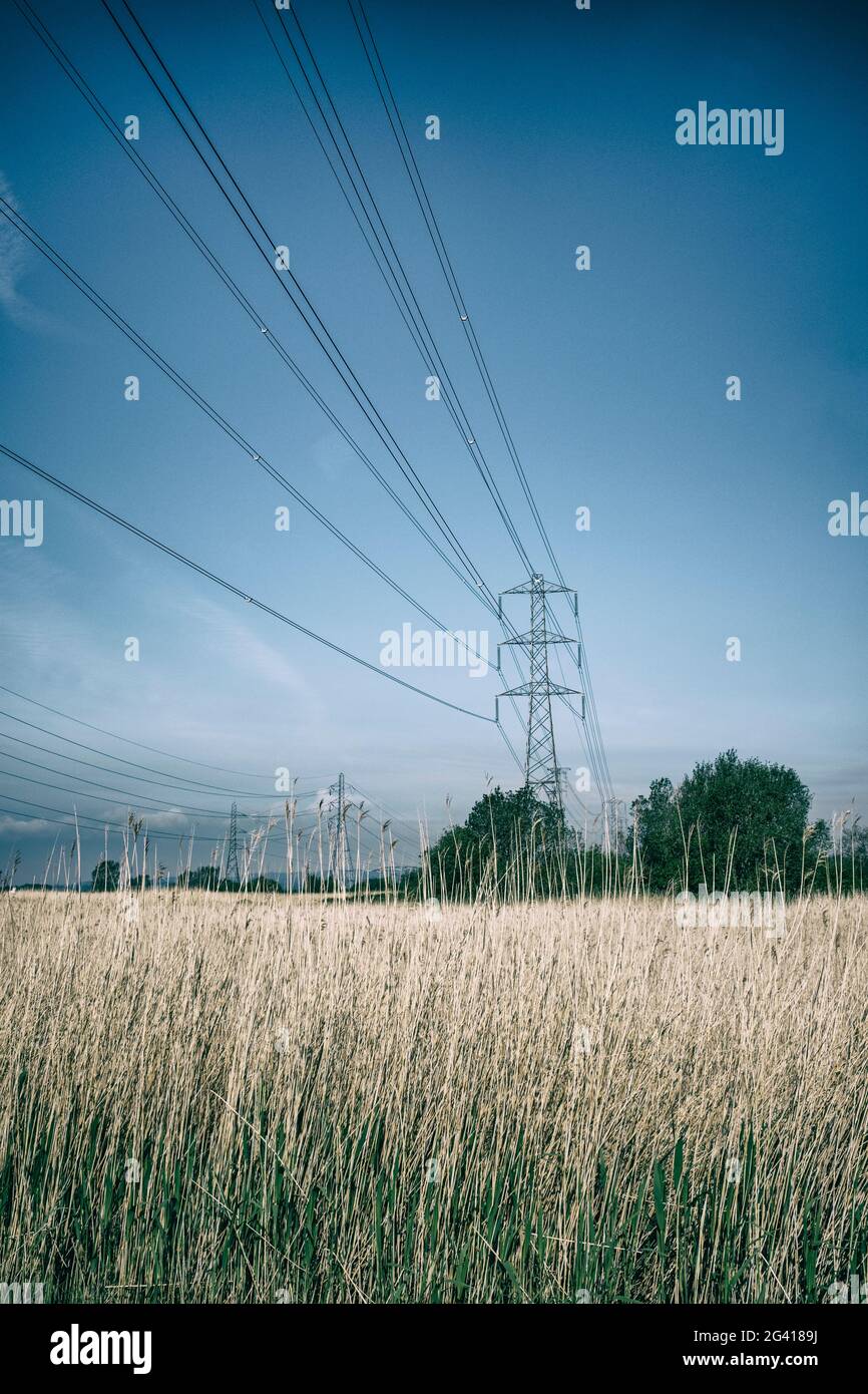 Electricity power lines and tall reed grass Stock Photo Alamy