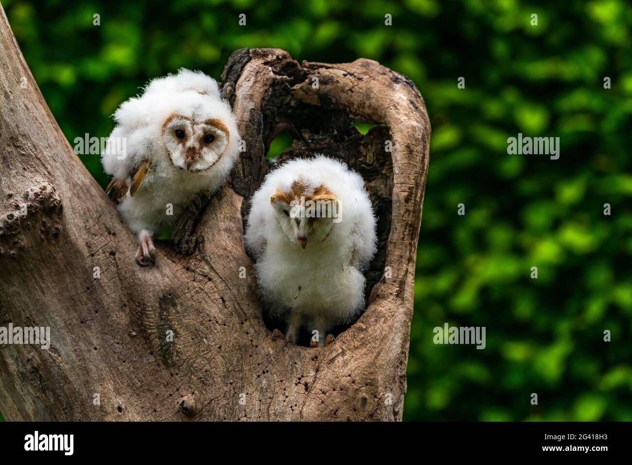 Two Barn owl chicks (Tyto alba) perched on a tree trunk Stock Photo