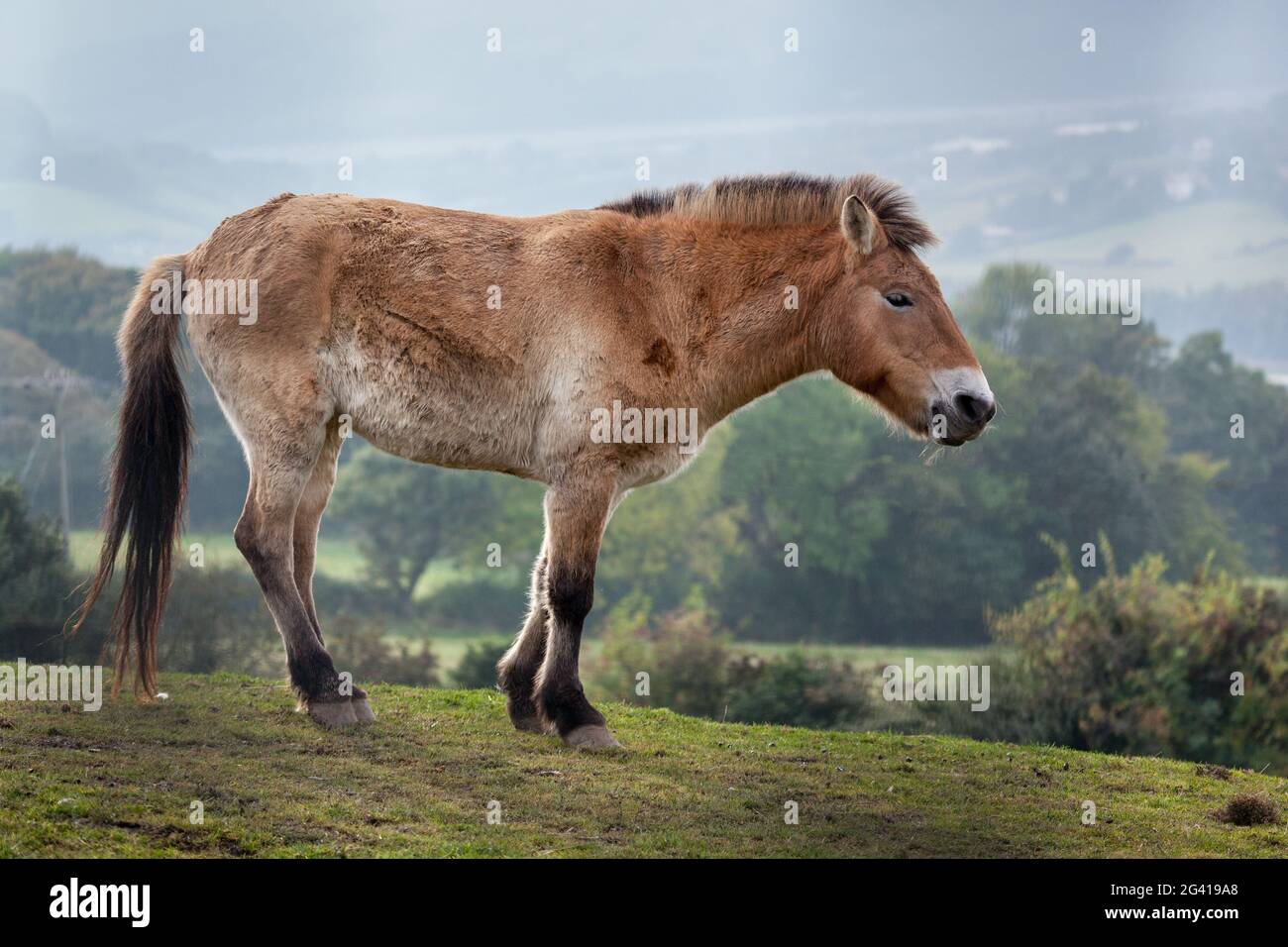 Przewalski's horse (Equus ferus) Stock Photo