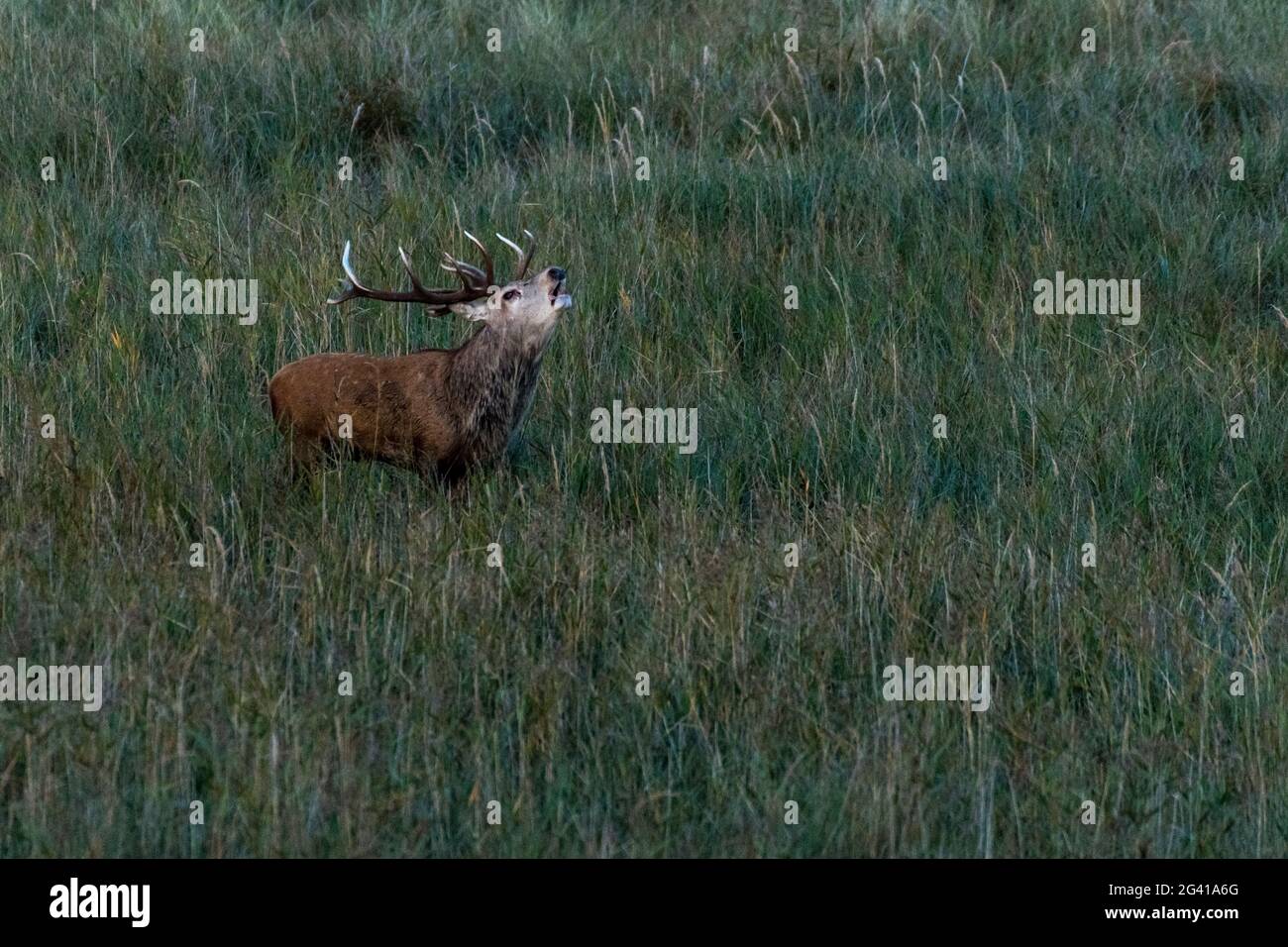 Capital stag in the rutting cry, Germany, Mecklenburg-Western Pomerania, Baltic Sea Stock Photo