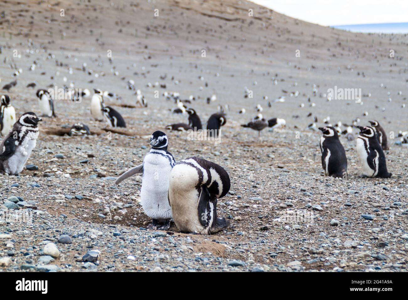 Colony of Magellanic Penguins (Spheniscus magellanicus) on Isla Magdalena in the Strait of Magellan, Chile. Stock Photo