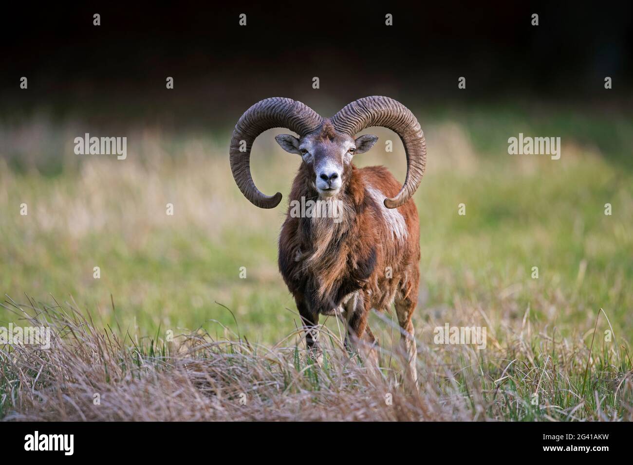 European mouflon (Ovis gmelini musimon / Ovis ammon / Ovis orientalis musimon) ram / male with big horns in meadow at forest edge in spring Stock Photo