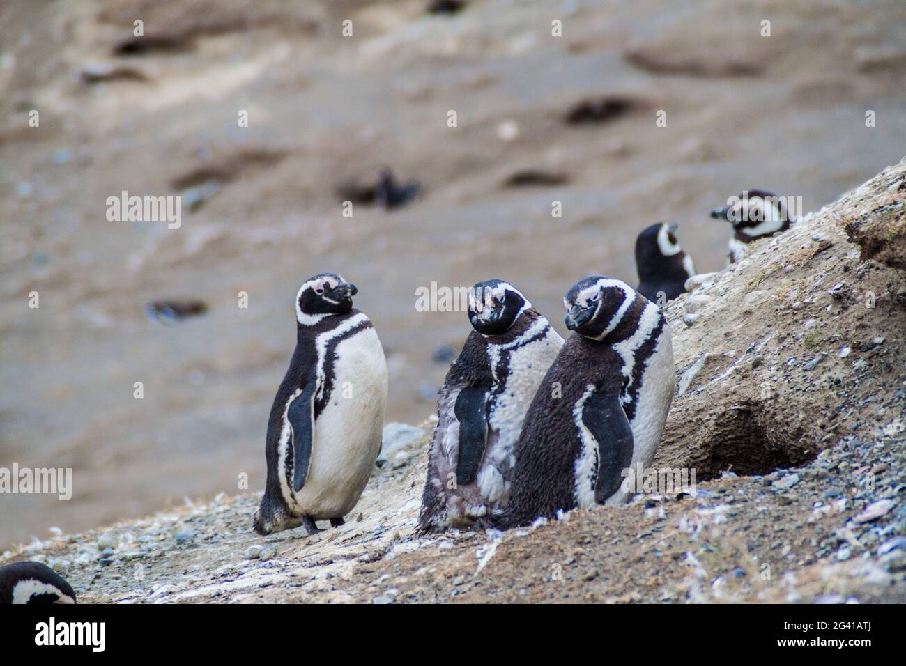 Magellan penguin colony on Isla Magdalena island, Chile Stock Photo