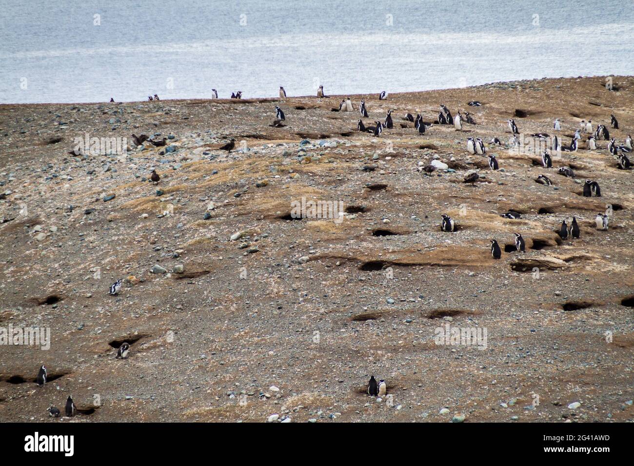 Colony of Magellanic Penguins (Spheniscus magellanicus) on Isla Magdalena in the Strait of Magellan, Chile. Stock Photo