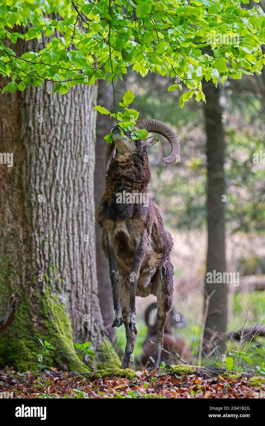 European mouflon (Ovis gmelini musimon / Ovis ammon) ram / male with big horns standing on hind legs to eat lower tree leaves in forest in spring Stock Photo