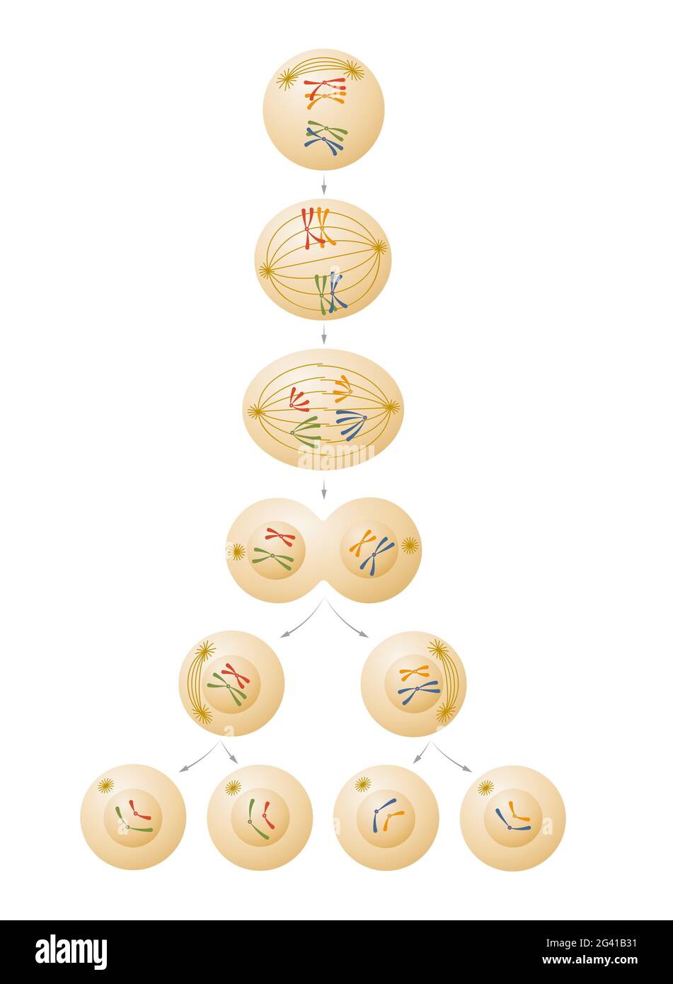 Meiosis cell division illustration Stock Photo