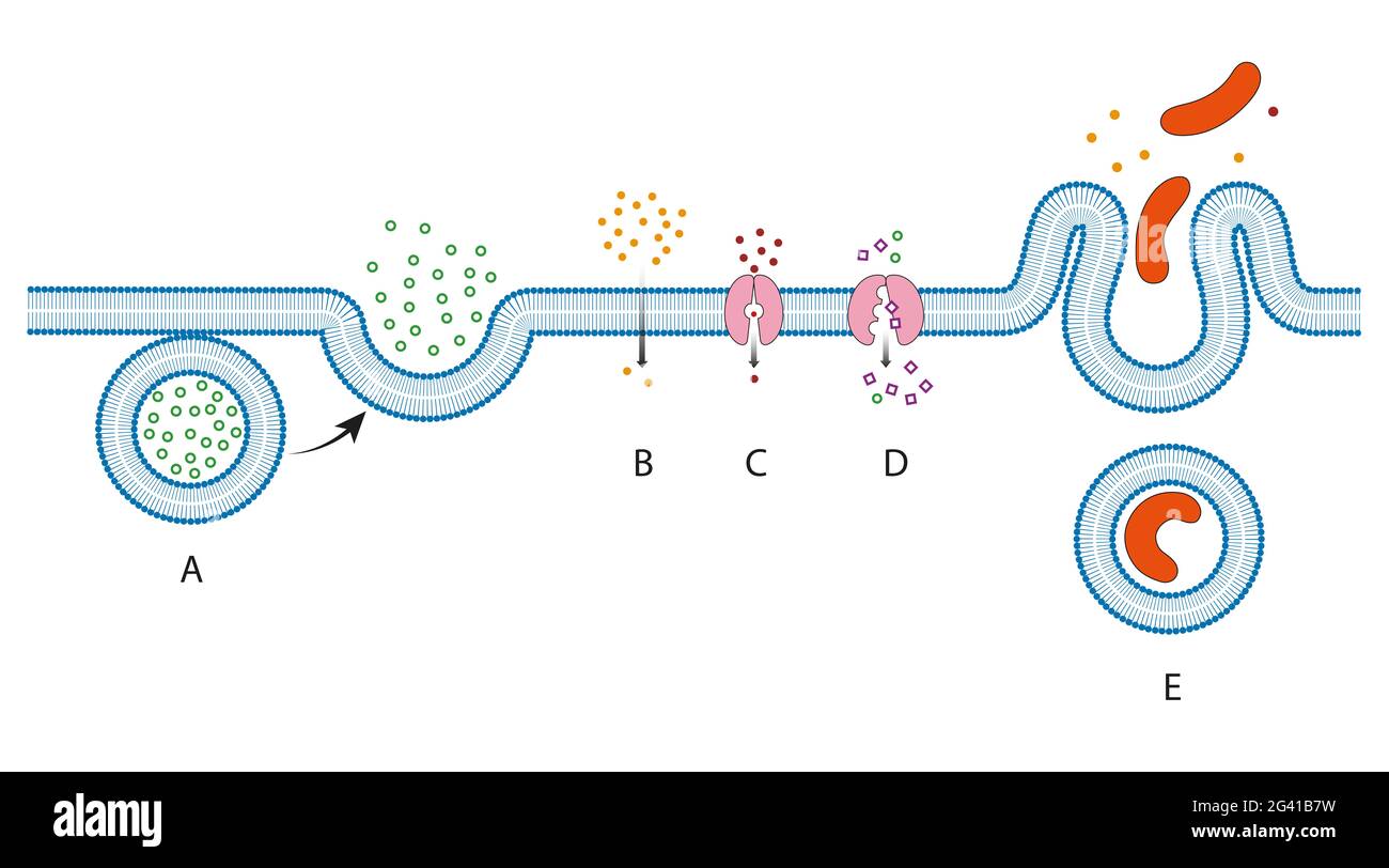 Movement through the Plasma Membrane methods Stock Photo