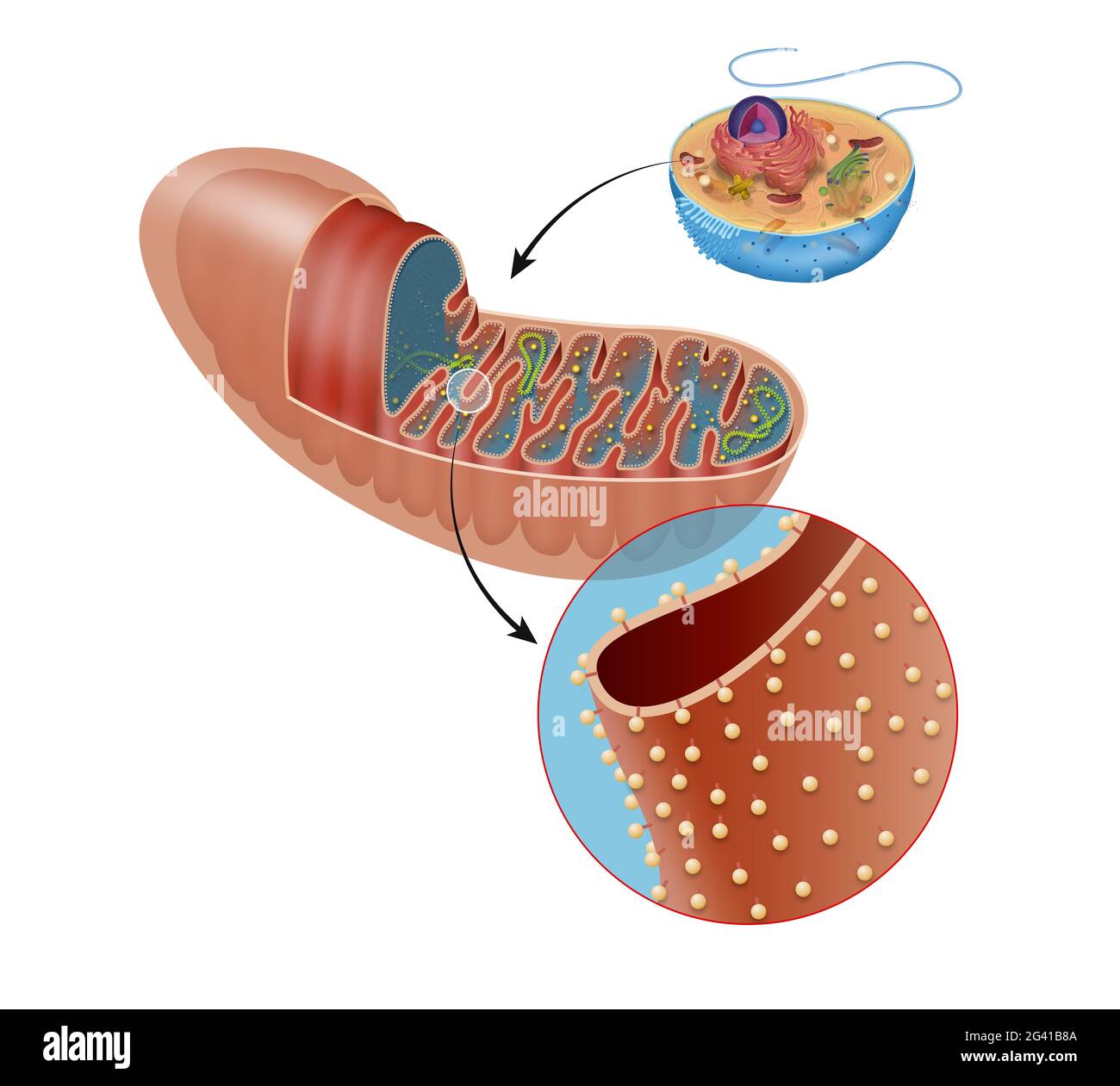 Section of mitochondria Stock Photo