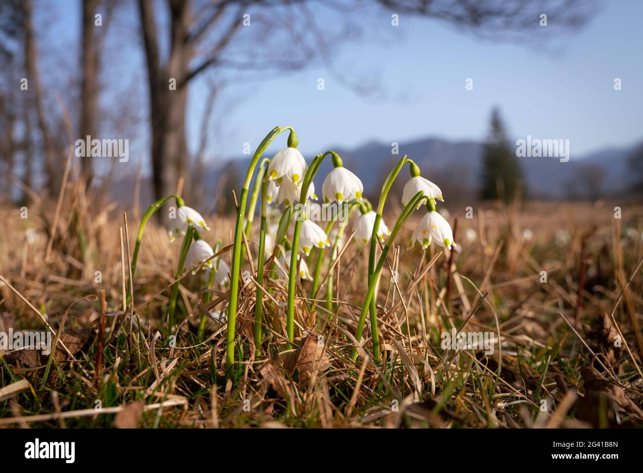First signs of spring in the Murnauer Moos, Murnau, Bavaria, Germany, Europe Stock Photo
