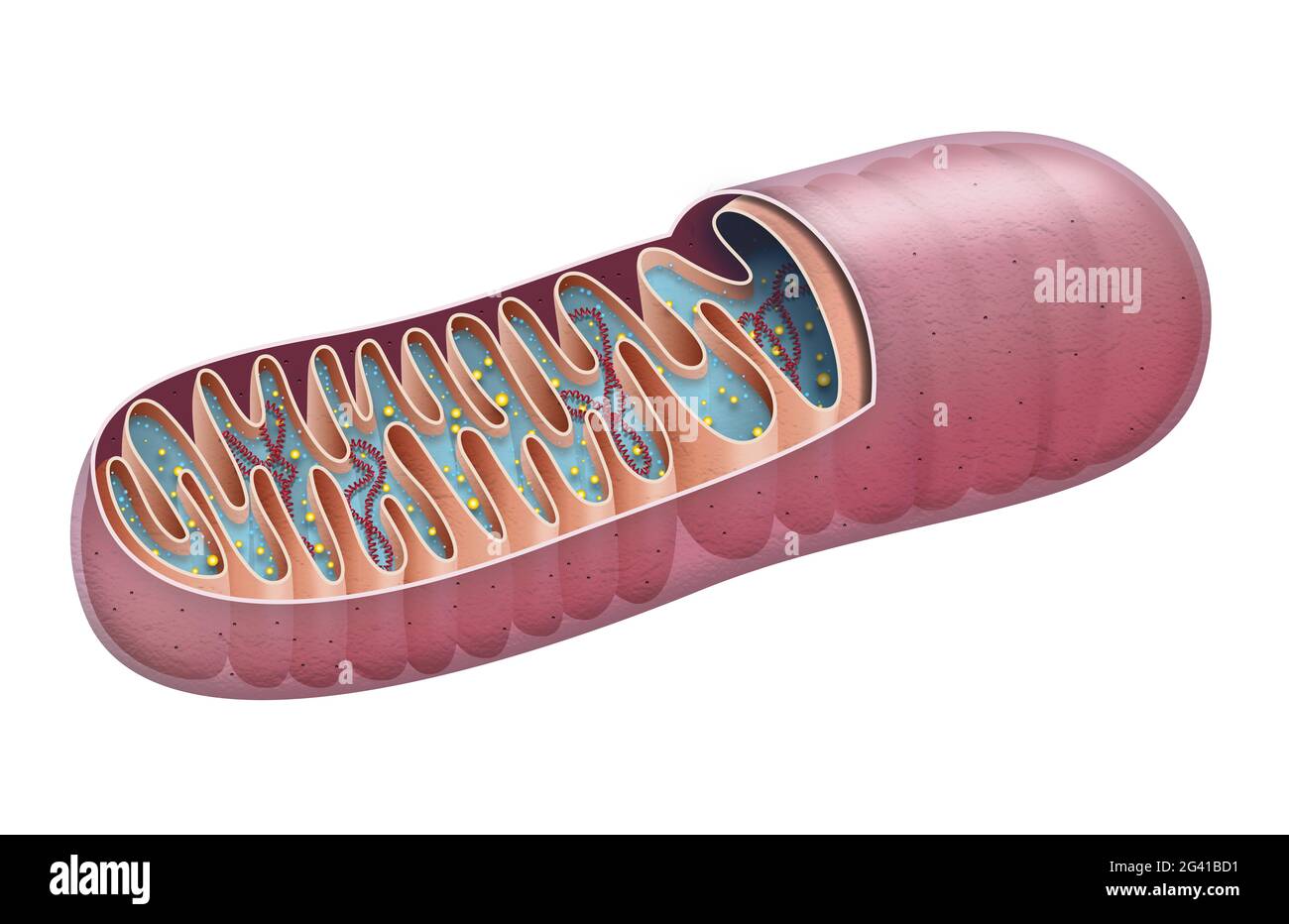 Section of mitochondria Stock Photo