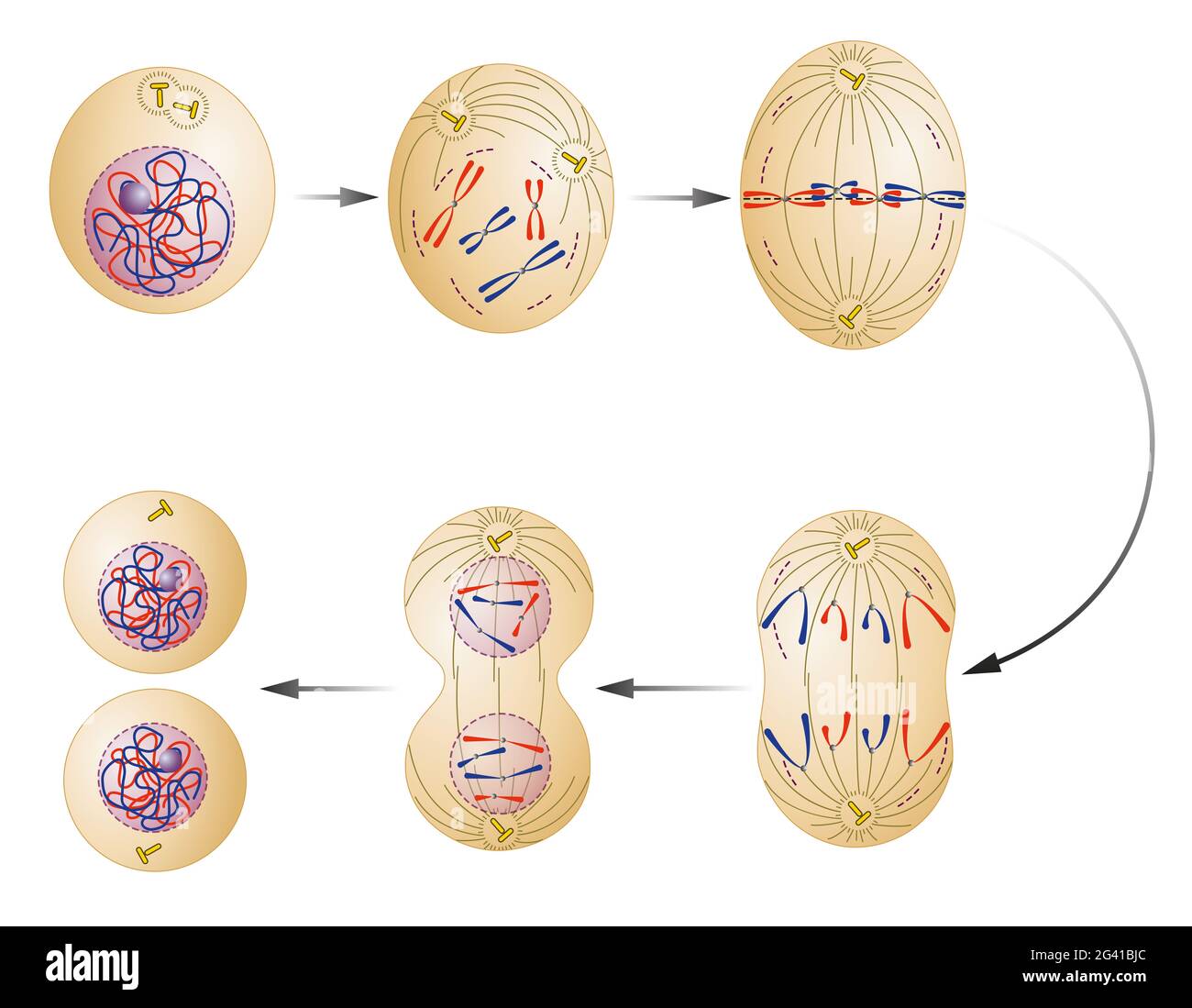 Cell division. Mitosis Stock Photo