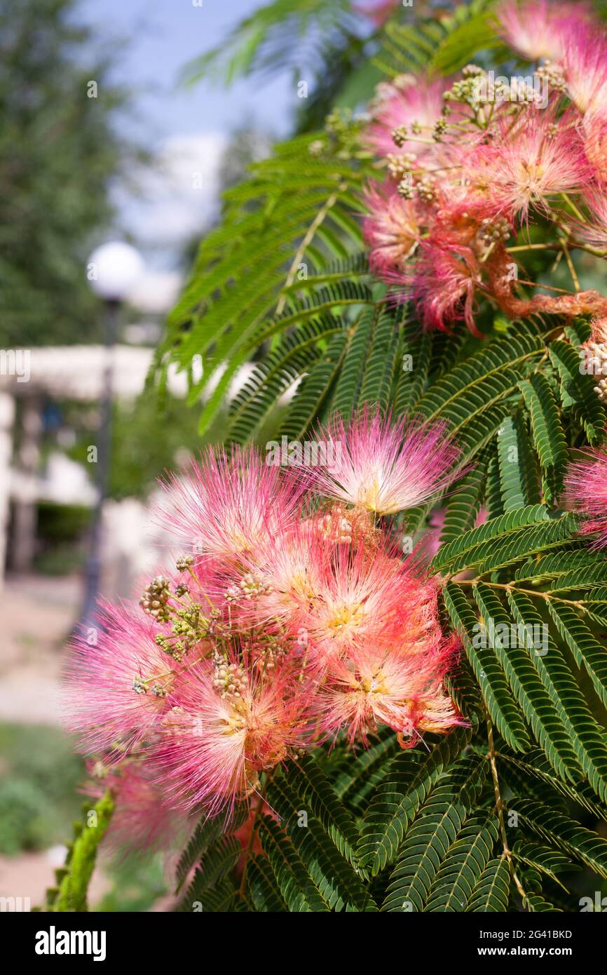 Albitsia Lenkoran - lat. Albizia julibrissin. A beautiful southern tree and its pink flowers. Lankaran acacia buds. Stock Photo