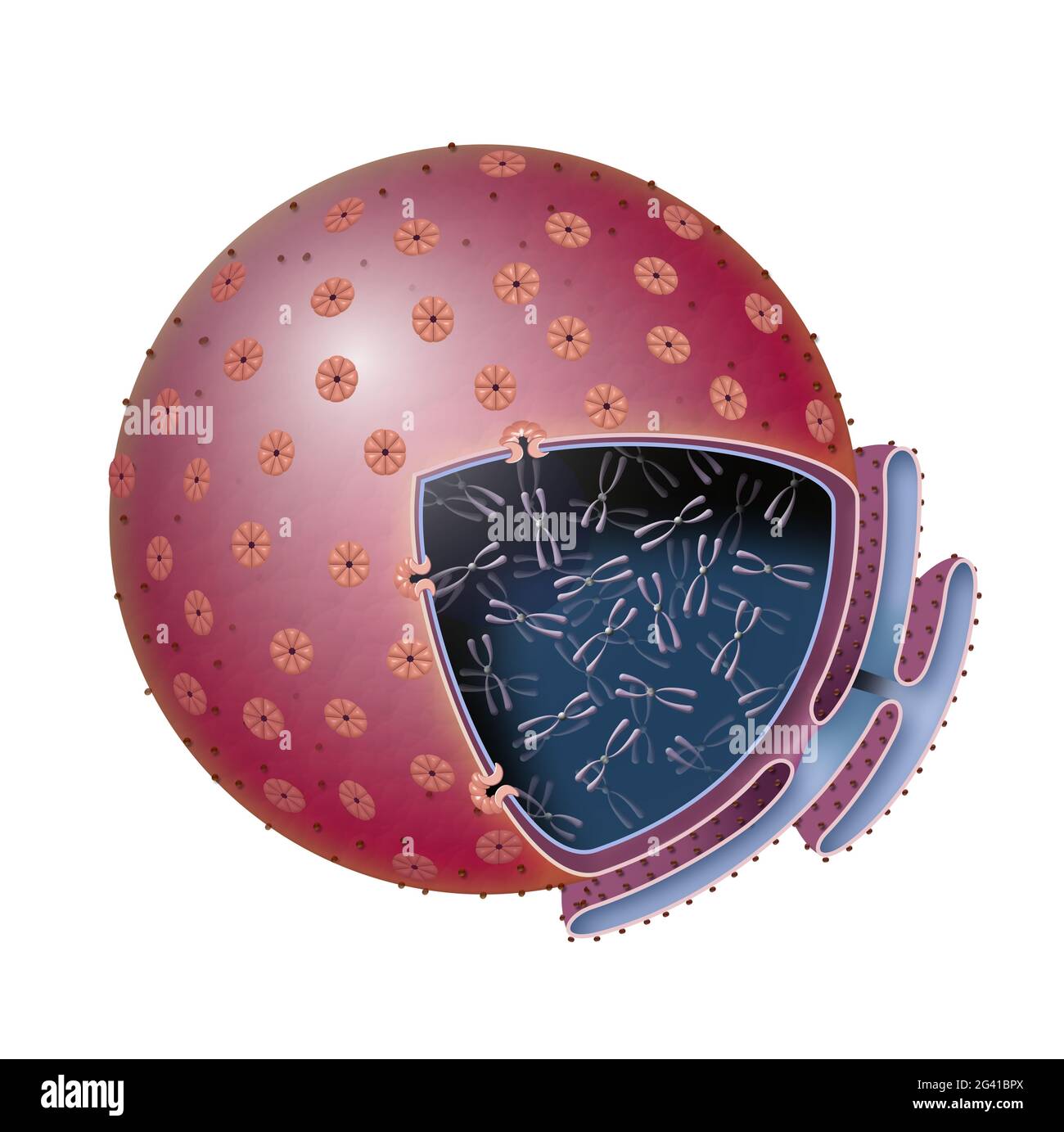 Cell nucleus structure, chromatine. Nucleus, Nucleolus, human body cell