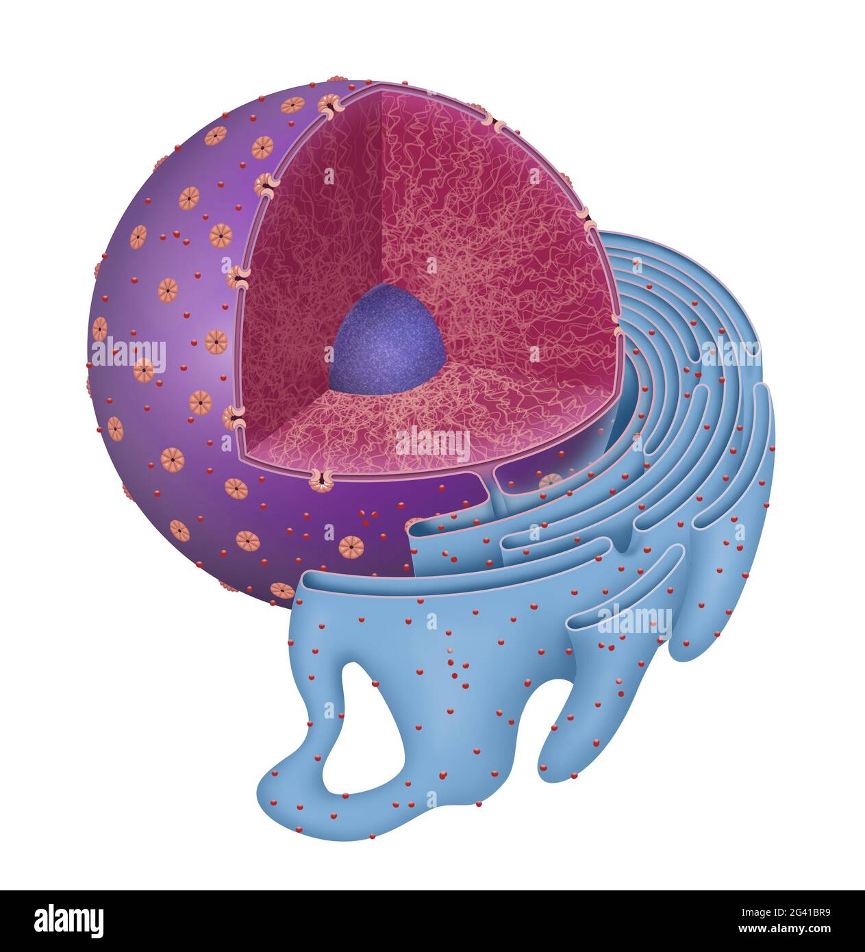 Structure of Nucleus and Rough endoplasmic reticulum Stock Photo