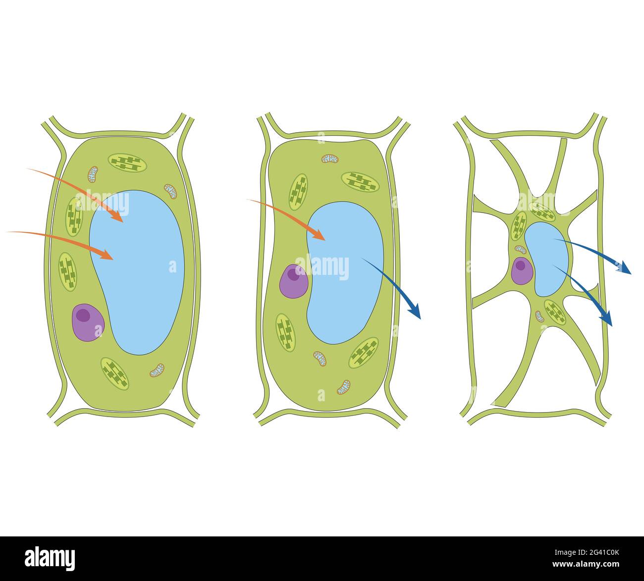Osmosis in Plant Cell Stock Photo