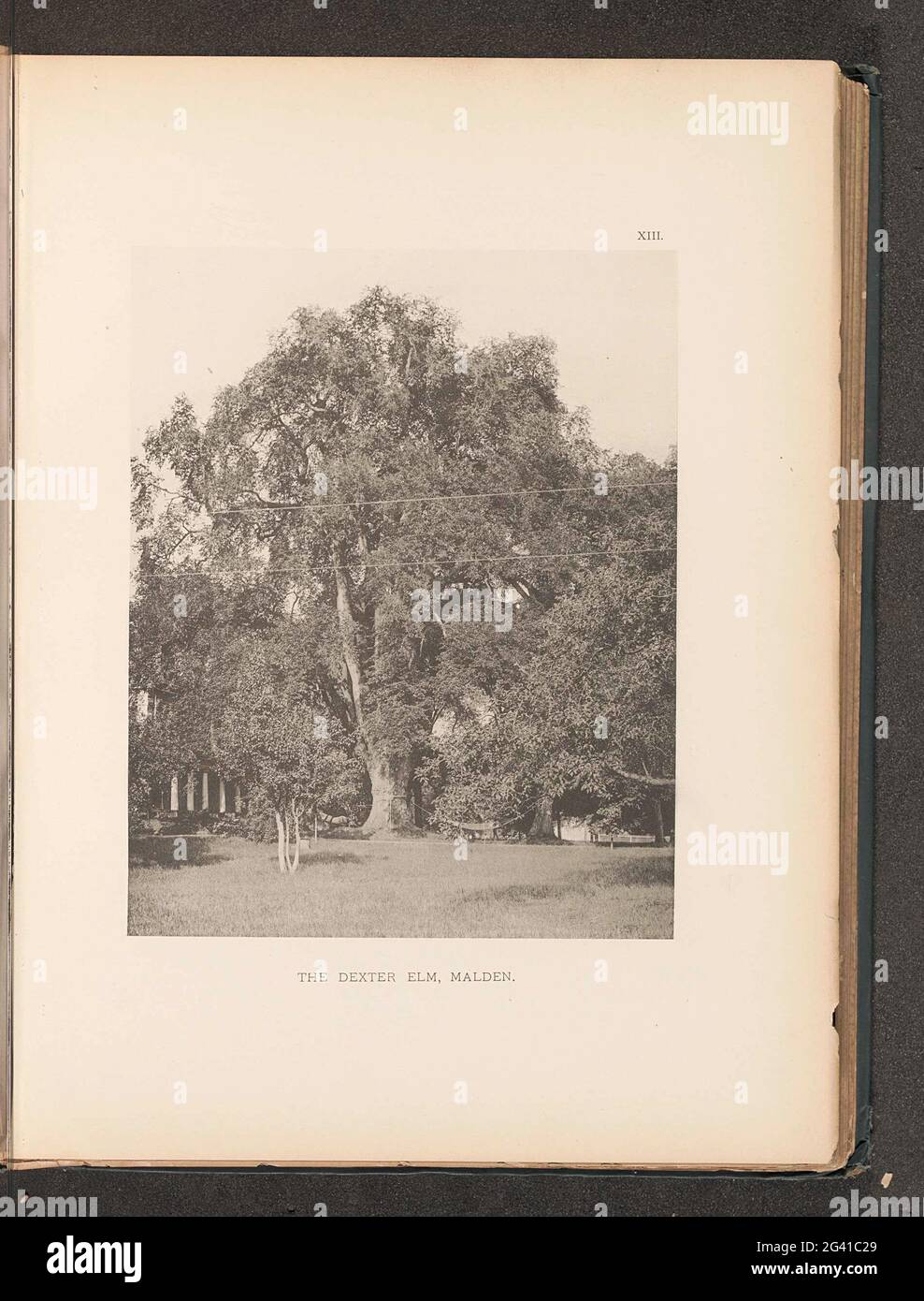 The Dexter elm, Malden Stock Photo Alamy