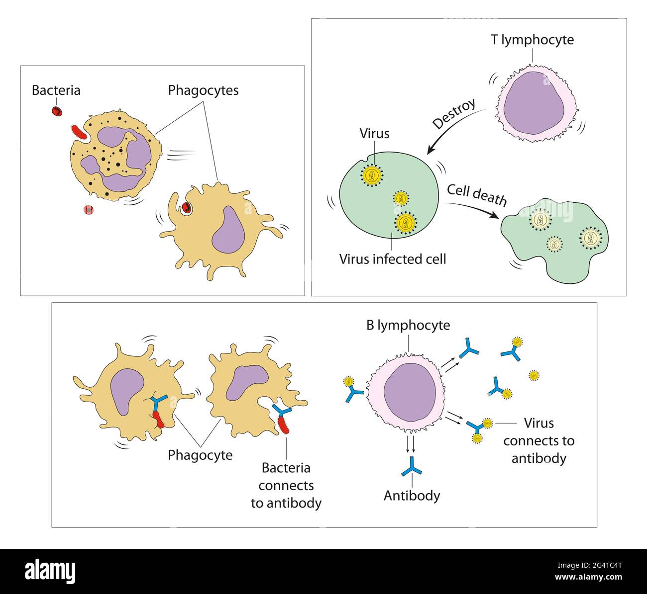 Three types of pathogenThree types of pathogen destruction destruction Stock Photo
