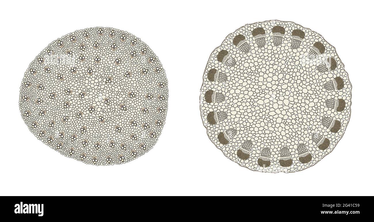 Plant Stem comparison of monocot (left) and dicot (right) Stock Photo