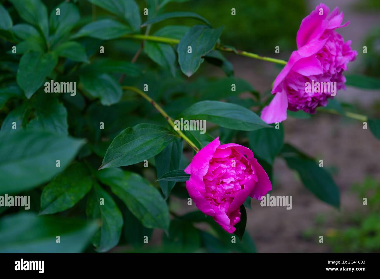 Pink peony flowers in the city garden Stock Photo - Alamy