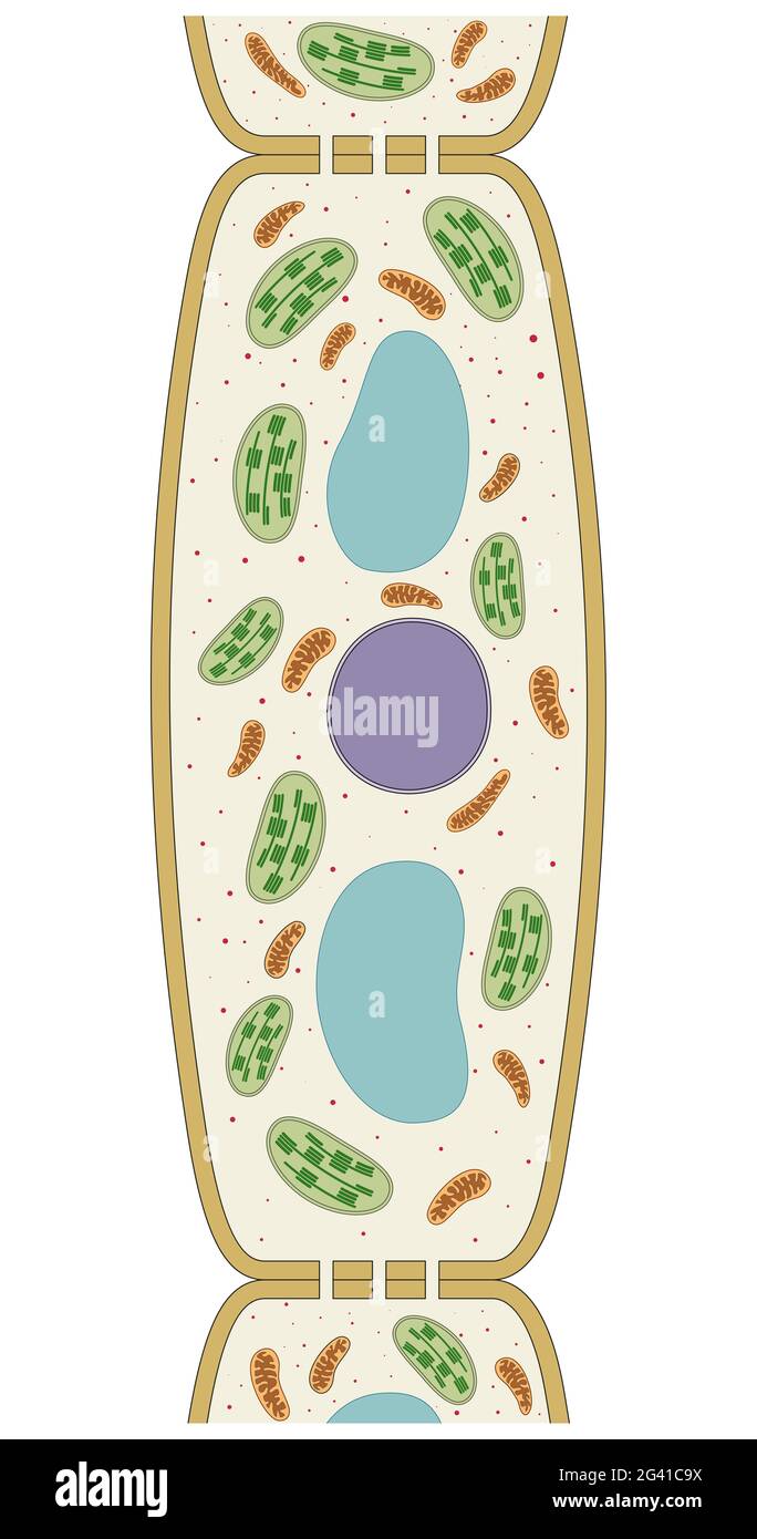 Plant cell scheme. Vector Stock Photo