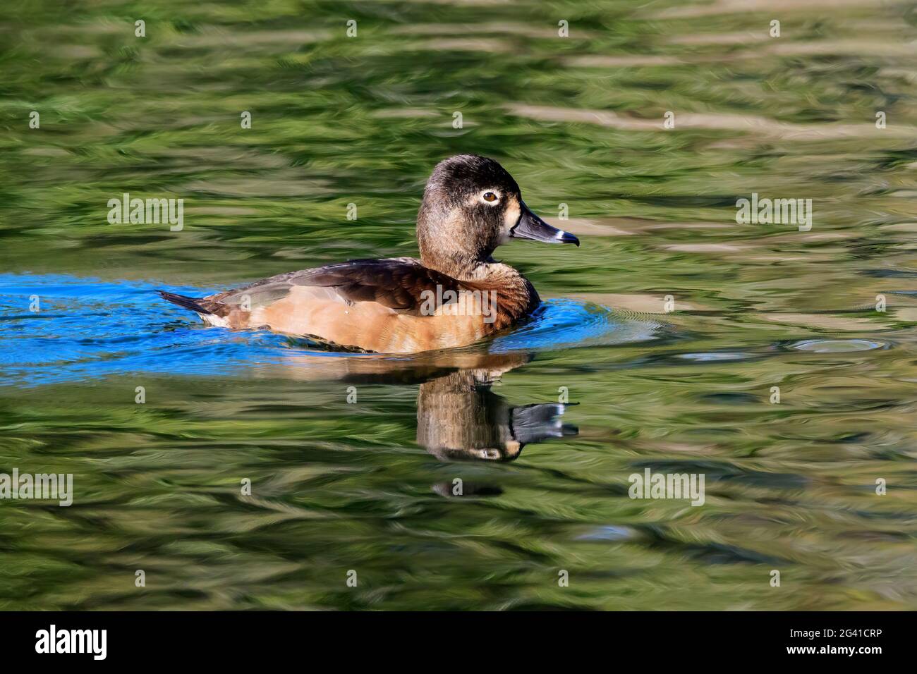 This female Ring-necked duck is seen paddling along on a green, rippled ...