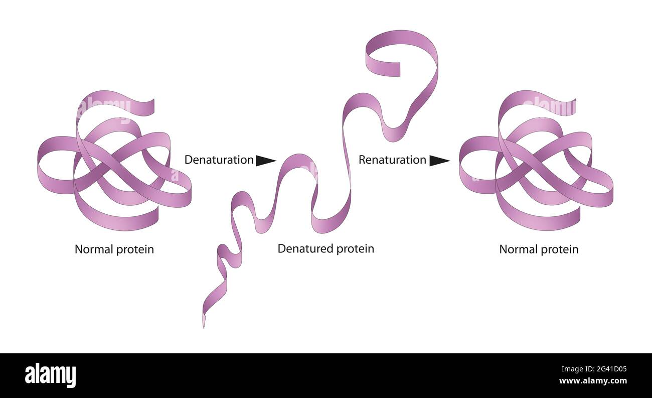 Denaturation and renaturation of Proteins Stock Photo