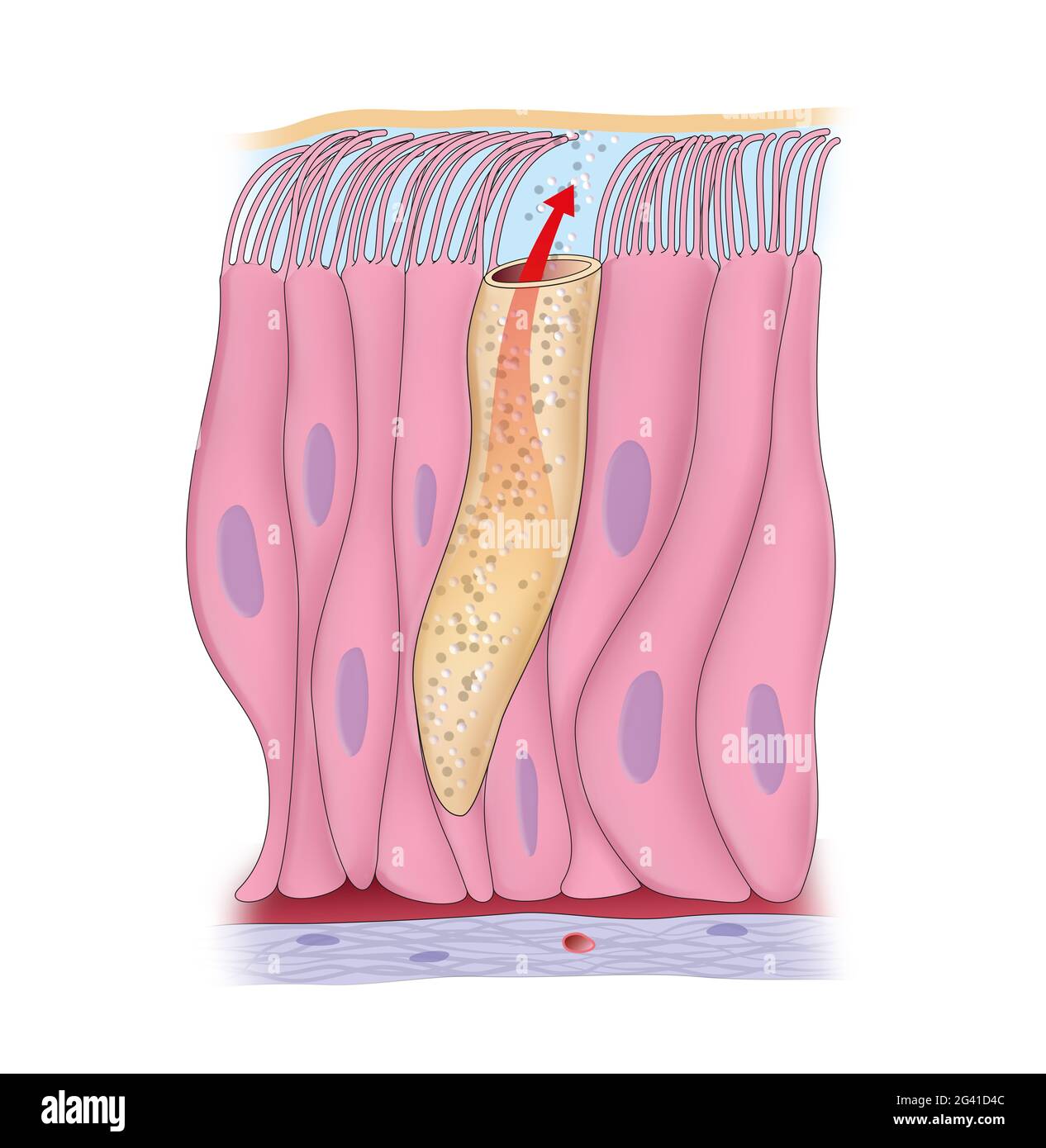 Illustration depicting Pseudostratified Ciliated Columnar Epithelium Stock Photo