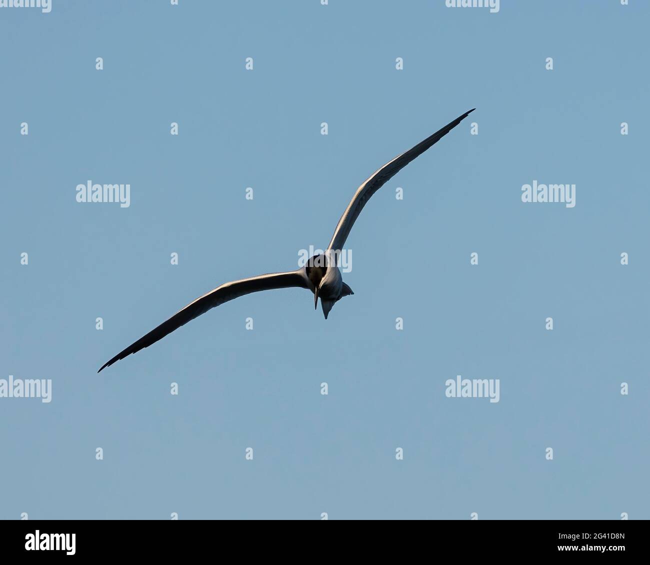 Gull-billed Tern at Altamaha WMA--Butler Island searching for its next meal. Stock Photo