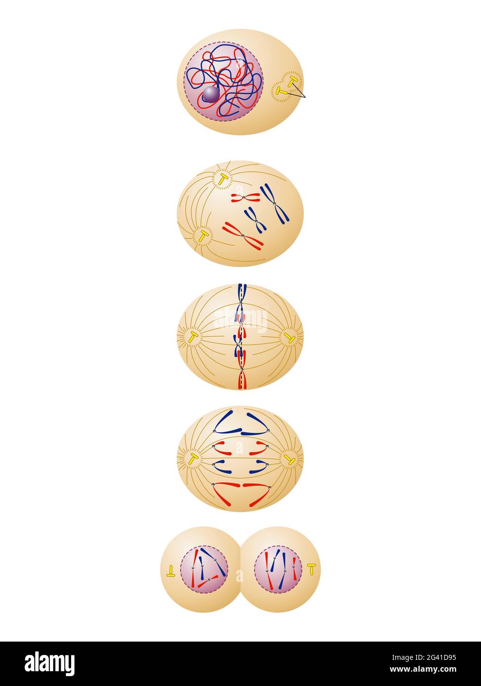 Somatic cell division Cut Out Stock Images & Pictures Biology Diagrams
