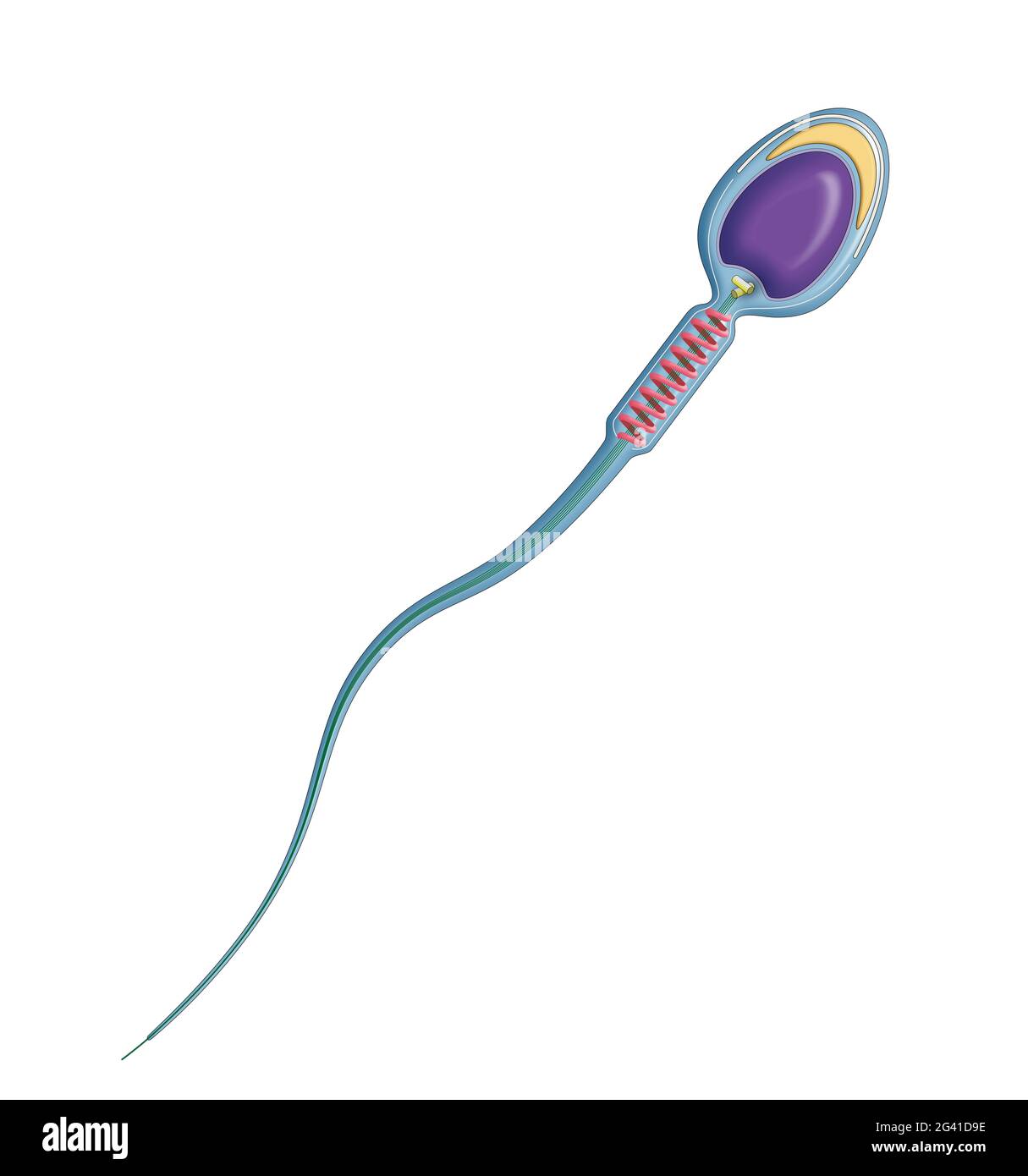 Sperm is the male reproductive cell. Human spermatozoon anatomy Stock Photo