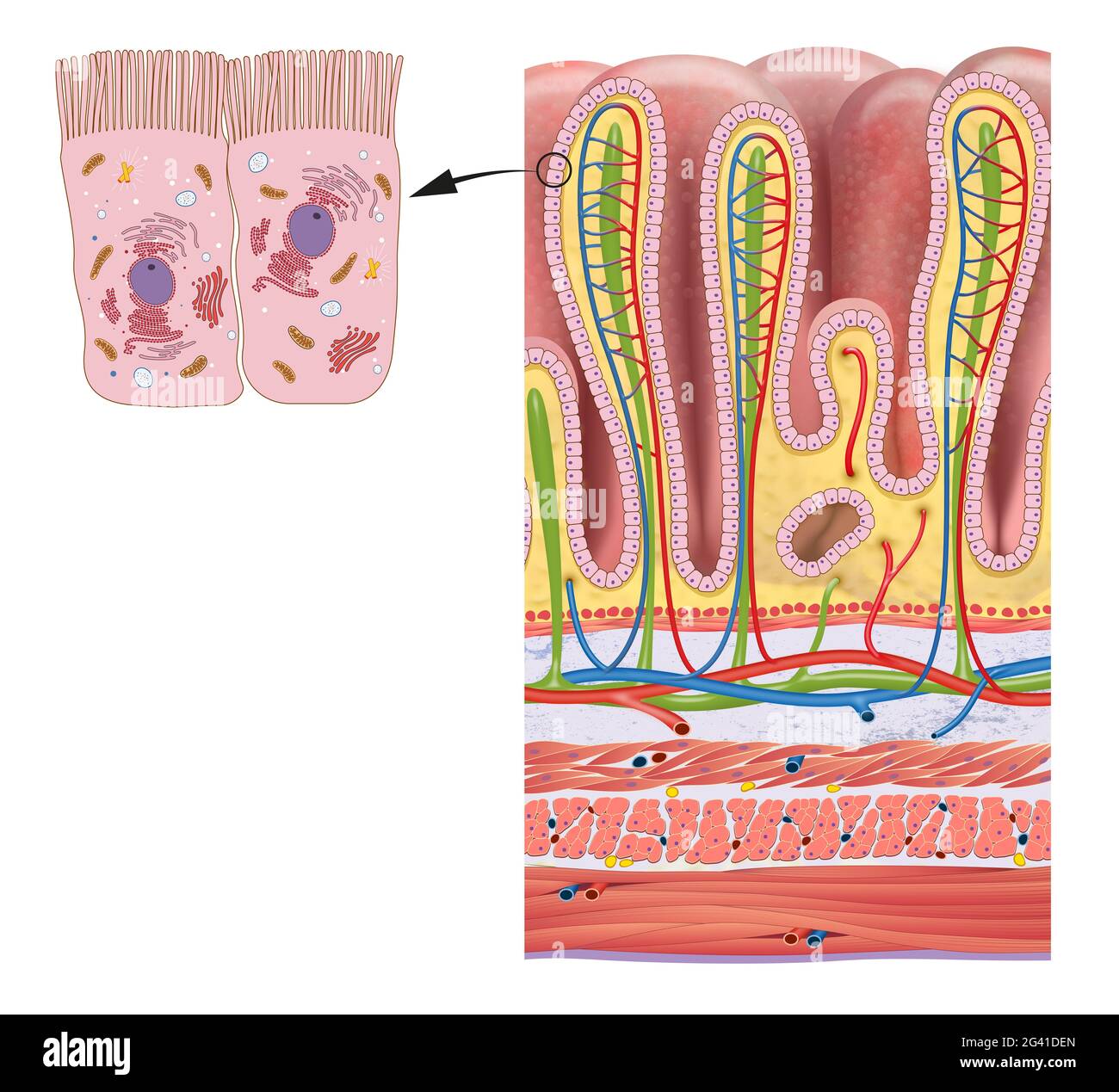 Stomach wall layers and gastric glands detailed anatomy Stock Photo
