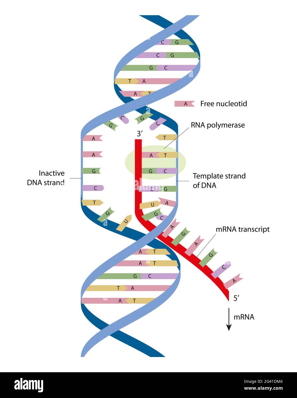 Rna Structure Diagram Labeled