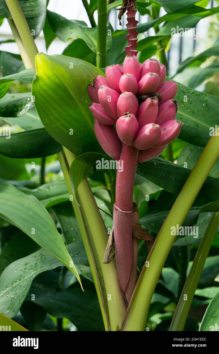 Pink Bananas (Musa velutina) Stock Photo
