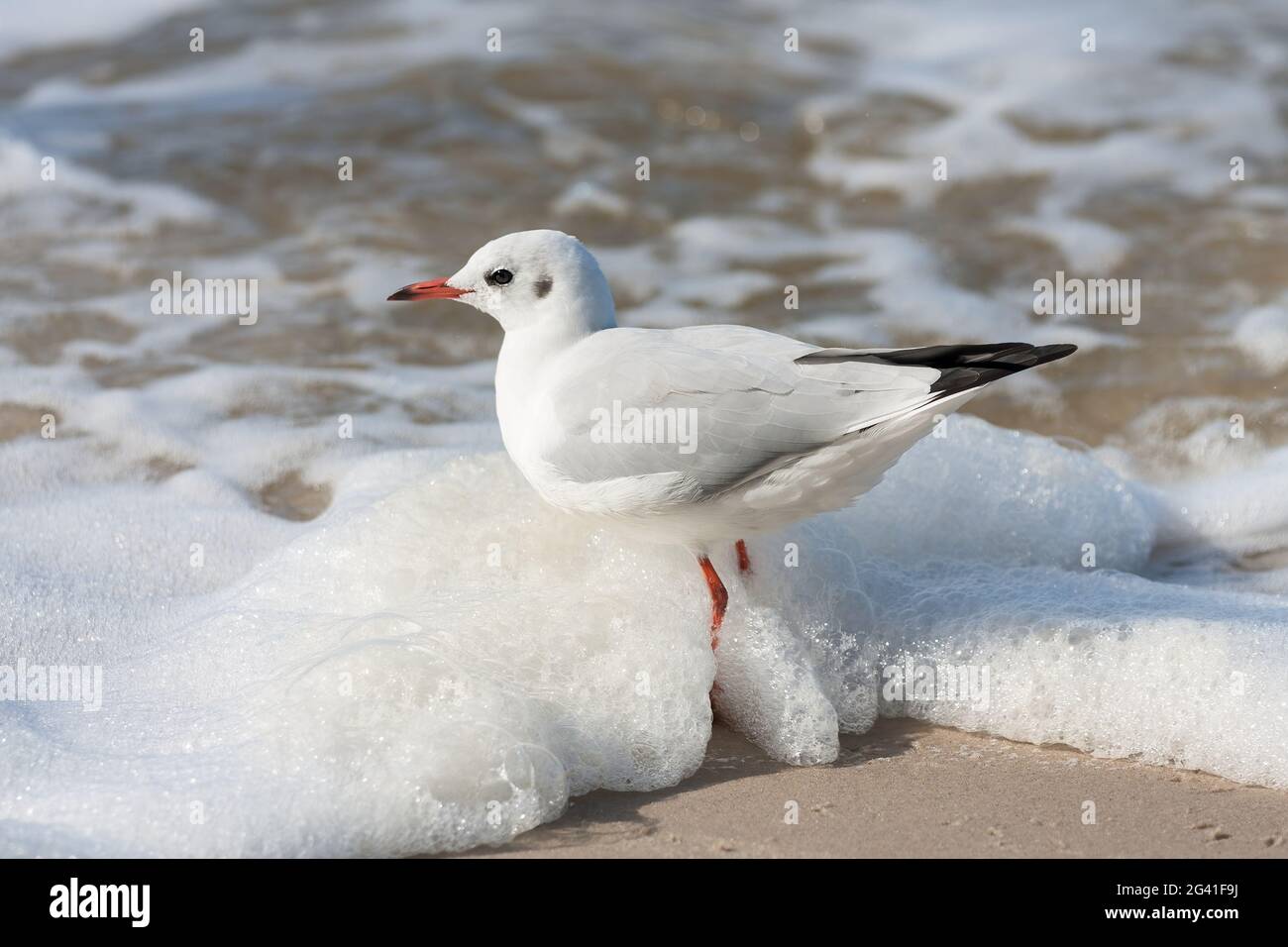Seagull on the beach Stock Photo