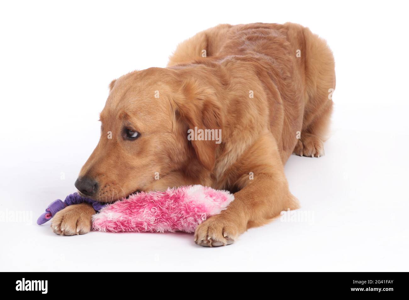 Golden Retriever dog lying on the floor with dog toy Stock Photo - Alamy