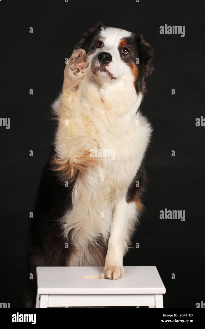 Why Does My Dog Lift One Paw