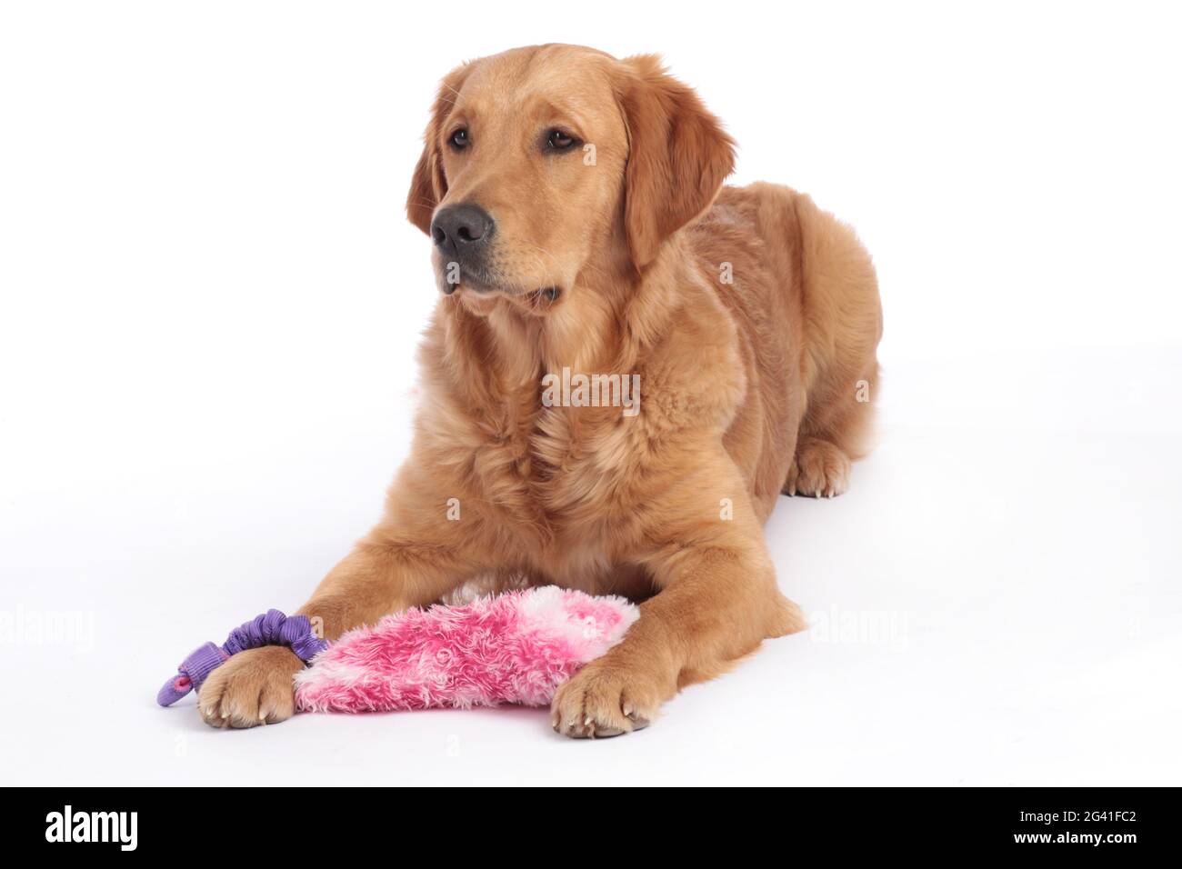 Golden Retriever dog lying on the floor with dog toy Stock Photo - Alamy
