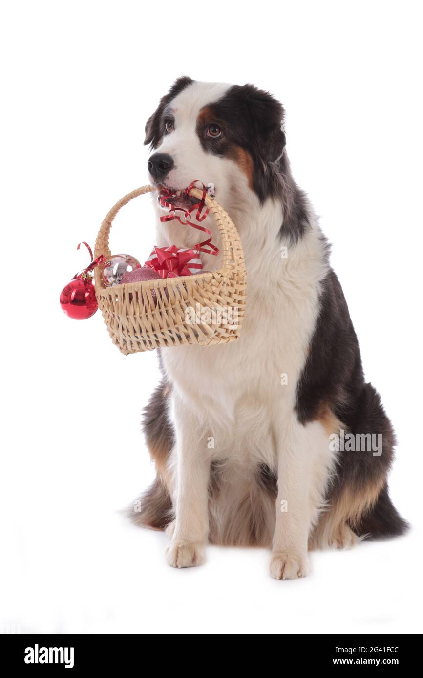 Australian shepherd dog carrying a little basket Stock Photo Alamy