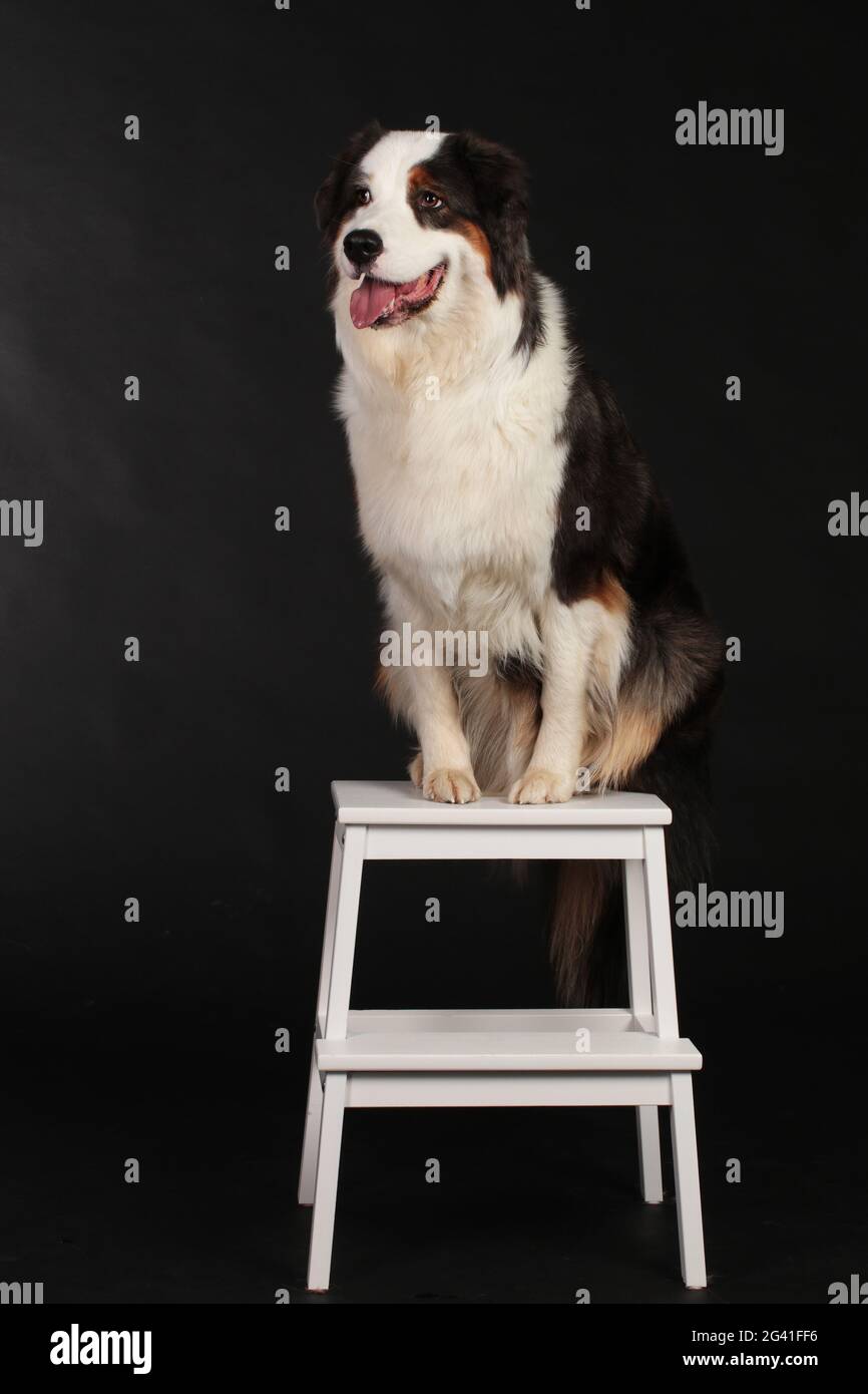 Dog sitting on chair hi-res stock photography and images - Alamy
