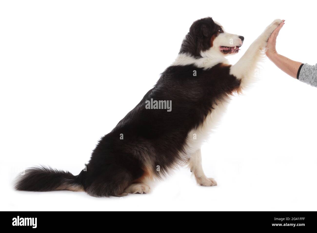 Dog gives paw to a human Stock Photo