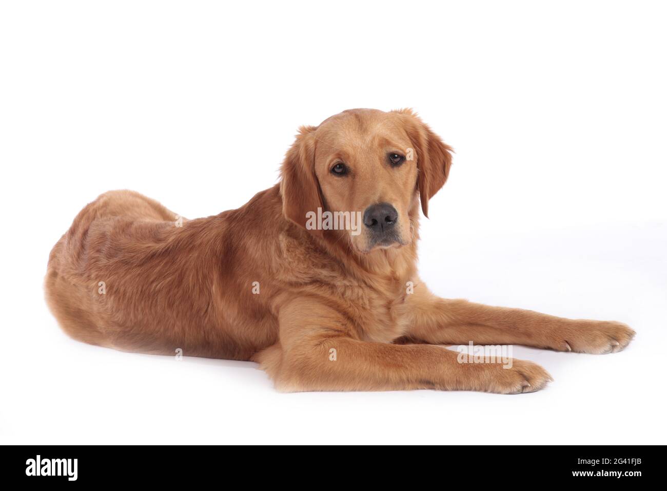 Golden retriever dog lying on a white background Stock Photo - Alamy