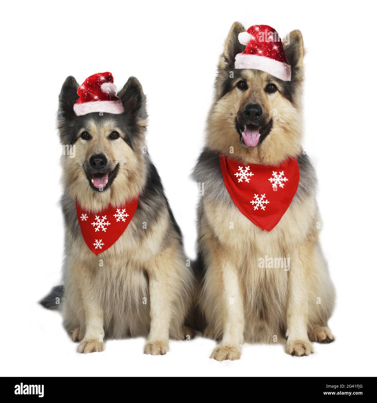 Two german shepherd dogs with christmas hats Stock Photo Alamy